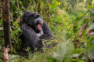 Congo, Den Demokratiske Republik vejrudsigt