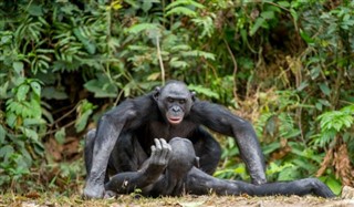 Congo, Den Demokratiske Republik vejrudsigt