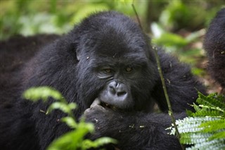 Congo, Den Demokratiske Republik vejrudsigt