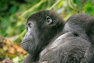 Congo, République démocratique du prévisions météorologiques