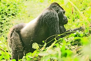 Congo, République démocratique du prévisions météorologiques