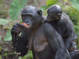 Congo, Den Demokratiske Republik vejrudsigt
