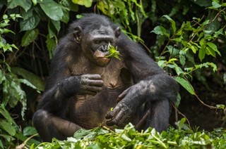 Congo, Den Demokratiske Republik vejrudsigt