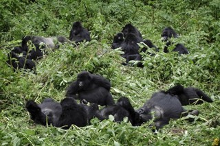 Congo, Den Demokratiske Republik vejrudsigt