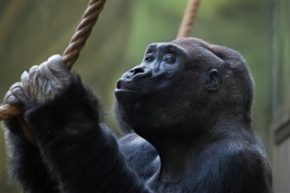 Congo, Republikken vejrudsigt
