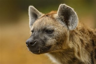 Kongo Cumhuriyeti hava tahmini