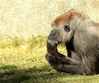Congo, Republikken vejrudsigt