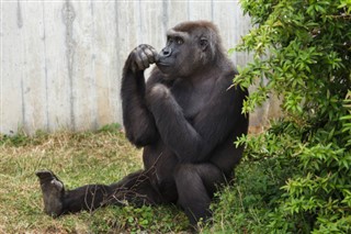 Kongo Cumhuriyeti hava tahmini