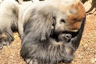 Kongo Cumhuriyeti hava tahmini