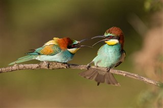 Congo, Republikken vejrudsigt