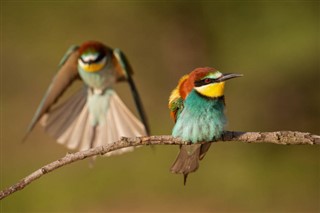 Congo, Republikken vejrudsigt