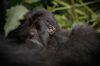Congo, Repubblica previsioni del tempo