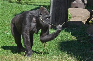 Congo, Republikken vejrudsigt