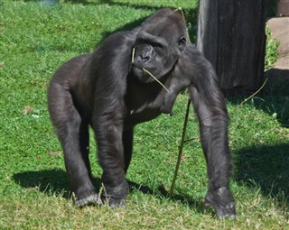 Kongo Cumhuriyeti hava tahmini