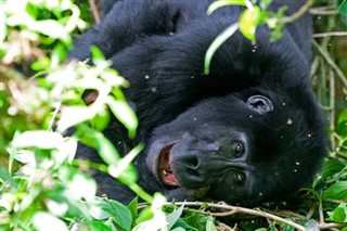 Congo, République du prévisions météorologiques