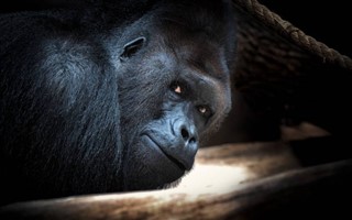 Congo, Republikken vejrudsigt