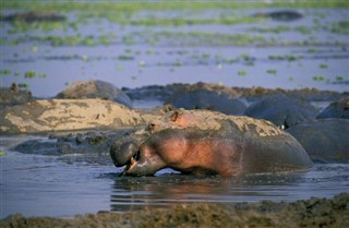 Congo, Republikken vejrudsigt