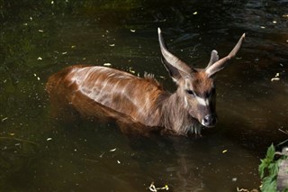 Kongo Cumhuriyeti Hava tahmini