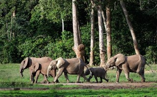 Congo, Republikken vejrudsigt