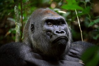 Kongo Cumhuriyeti hava tahmini