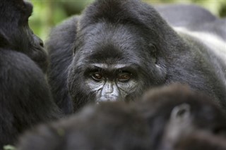 Kongo Cumhuriyeti hava tahmini