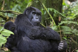 Kongo Cumhuriyeti Hava tahmini