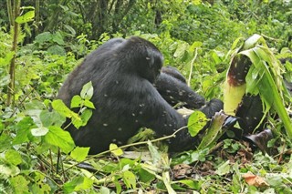 Kongo Cumhuriyeti hava tahmini