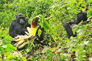 Congo, Republic weather forecast
