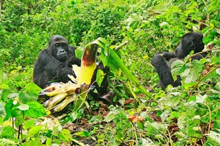 Congo, République du prévisions météorologiques