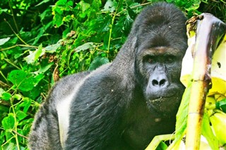 Congo, Republic weather forecast