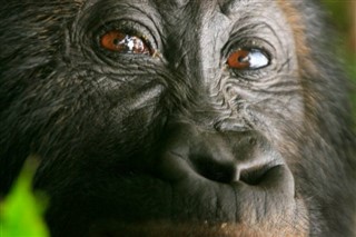Kongo Cumhuriyeti Hava tahmini