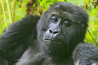 Congo, Republikken vejrudsigt