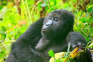 Congo, Republikken vejrudsigt