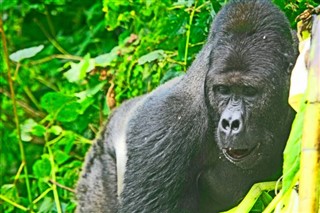 Congo, Republikken vejrudsigt