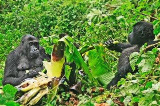Congo, Republikken vejrudsigt