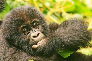 Congo, République du prévisions météorologiques