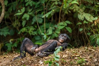 Kongo Cumhuriyeti hava tahmini