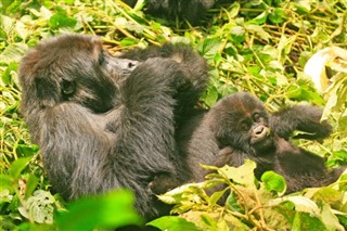 Congo, République du prévisions météorologiques