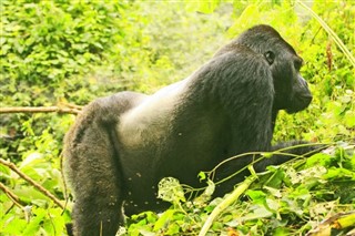Congo, Republikken vejrudsigt