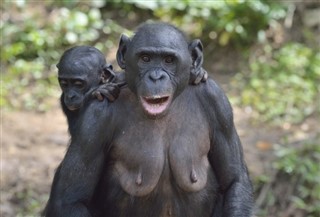 Kongo Cumhuriyeti hava tahmini
