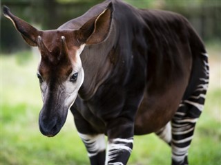 Kongo Cumhuriyeti hava tahmini