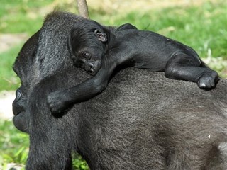 Kongo Cumhuriyeti hava tahmini