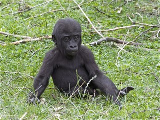 Congo, Republikken vejrudsigt