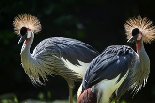 Congo, Republikken vejrudsigt