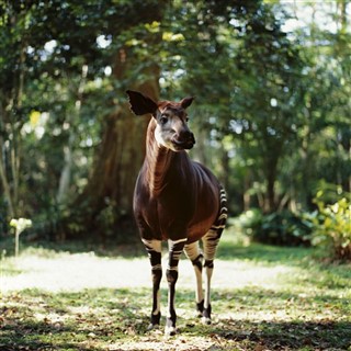 Congo, République du prévisions météorologiques