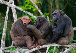 Congo, Republikken vejrudsigt