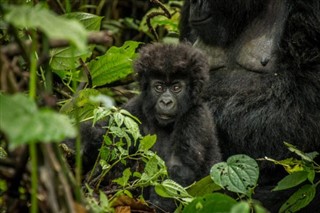 Congo, Republikken vejrudsigt