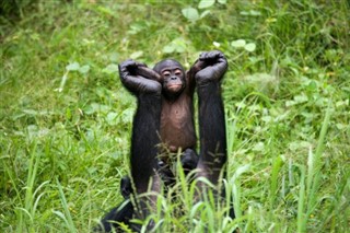 Congo, Republikken vejrudsigt