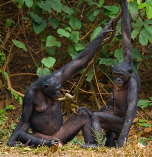 Congo, República del pronóstico del tiempo