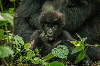 Kongo Cumhuriyeti hava tahmini